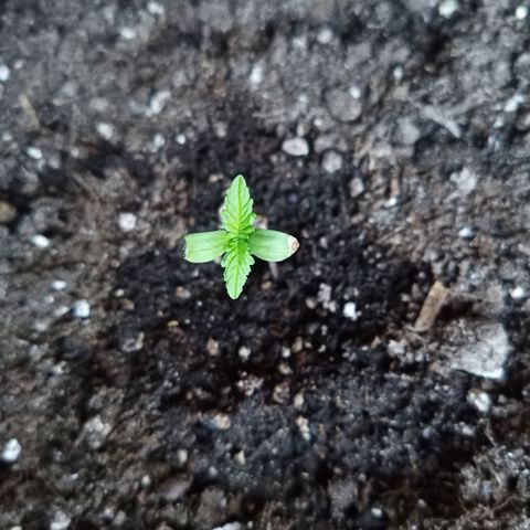 LSD-25 Automatic growlog timeline photo