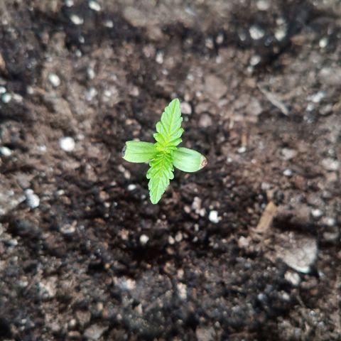 LSD-25 Automatic growlog timeline photo