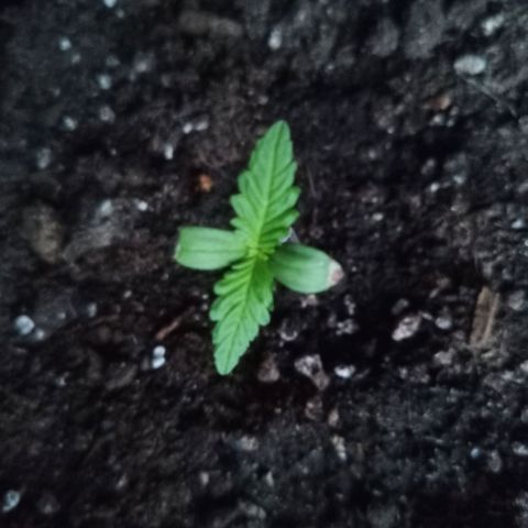LSD-25 Automatic growlog timeline photo
