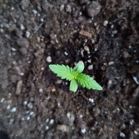 LSD-25 Automatic growlog timeline photo