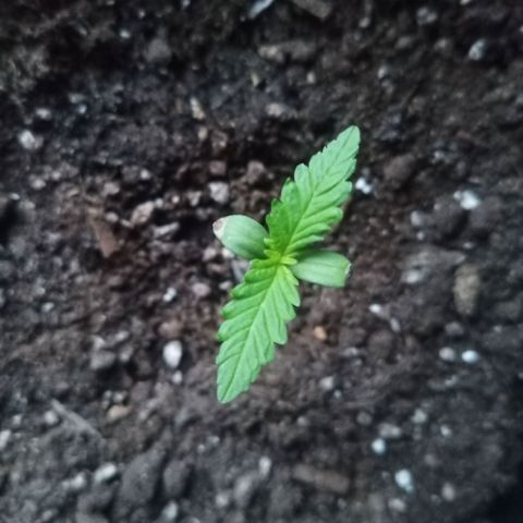 LSD-25 Automatic growlog timeline photo