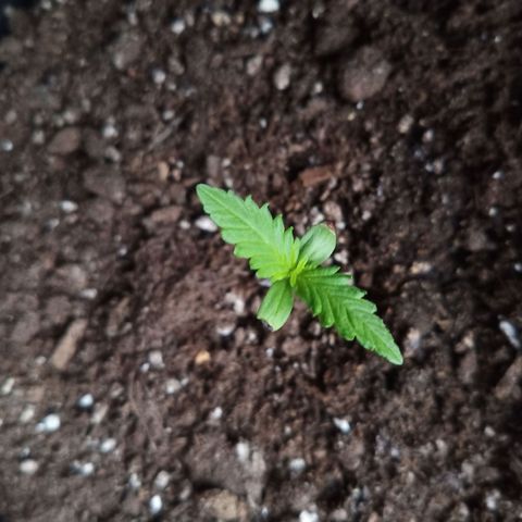 LSD-25 Automatic growlog timeline photo