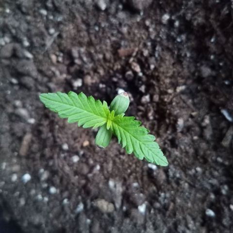 LSD-25 Automatic growlog timeline photo