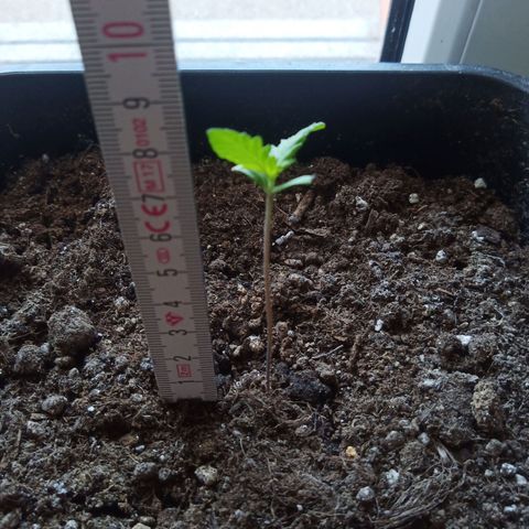 LSD-25 Automatic growlog timeline photo