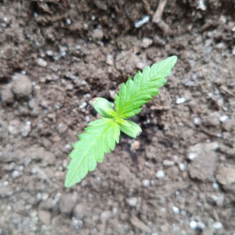 LSD-25 Automatic growlog timeline photo