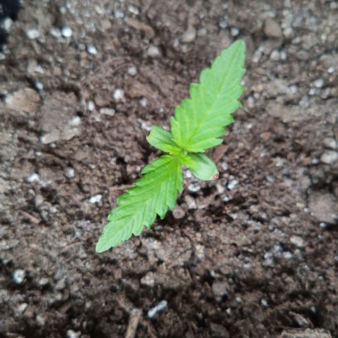 LSD-25 Automatic growlog timeline photo