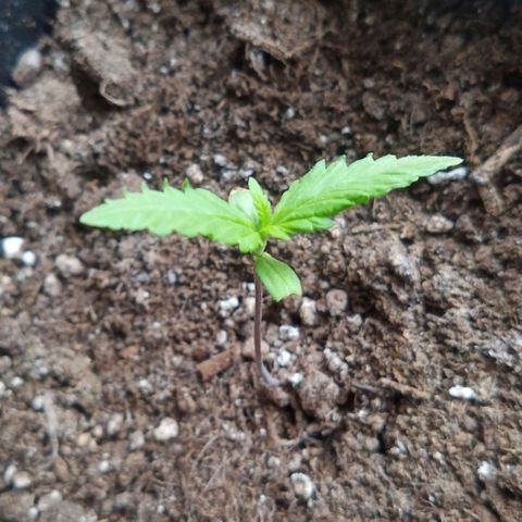 LSD-25 Automatic growlog timeline photo