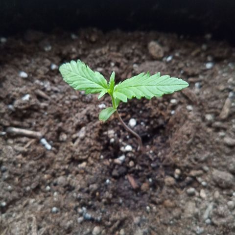LSD-25 Automatic growlog timeline photo