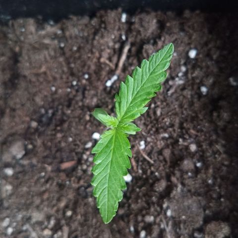 LSD-25 Automatic growlog timeline photo