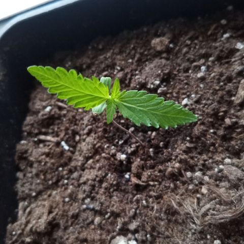 LSD-25 Automatic growlog timeline photo