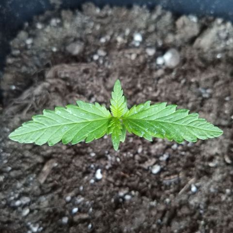LSD-25 Automatic growlog timeline photo