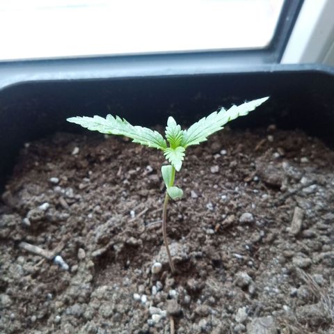 LSD-25 Automatic growlog timeline photo