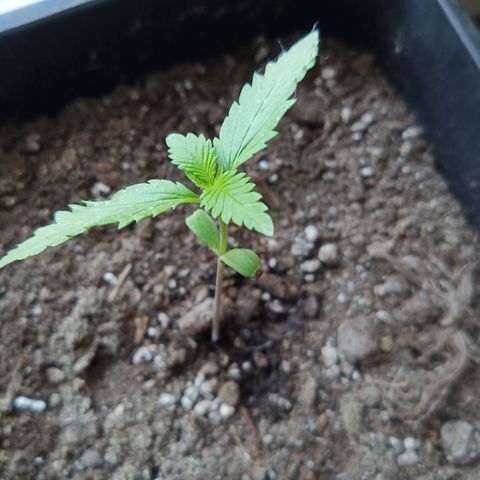LSD-25 Automatic growlog timeline photo