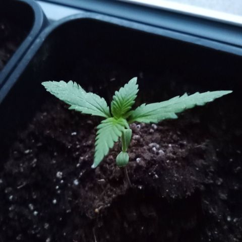 LSD-25 Automatic growlog timeline photo