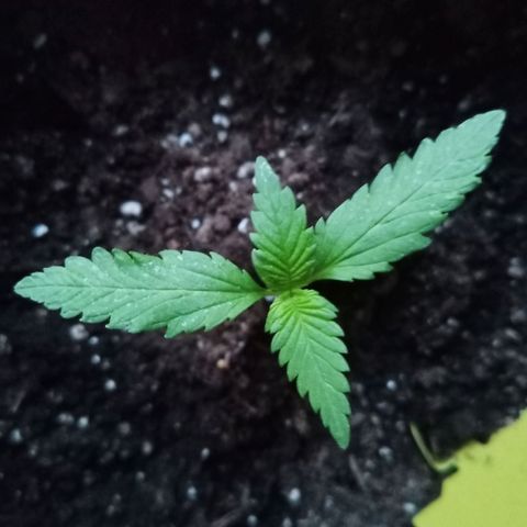 LSD-25 Automatic growlog timeline photo