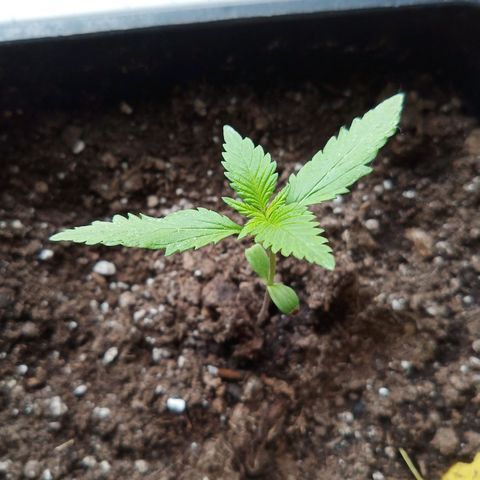 LSD-25 Automatic growlog timeline photo