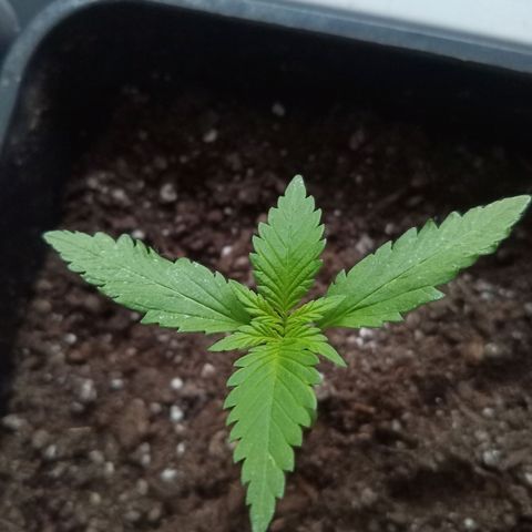 LSD-25 Automatic growlog timeline photo