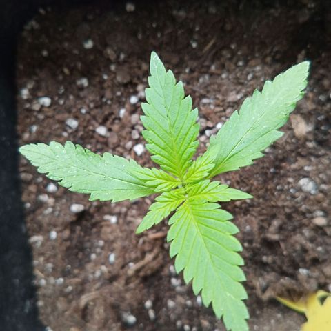 LSD-25 Automatic growlog timeline photo