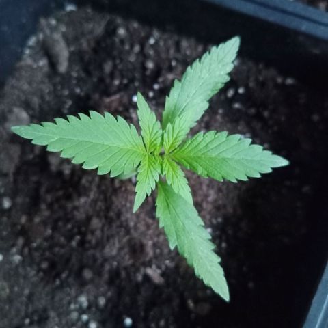LSD-25 Automatic growlog timeline photo