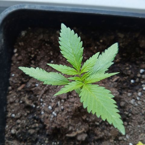 LSD-25 Automatic growlog timeline photo