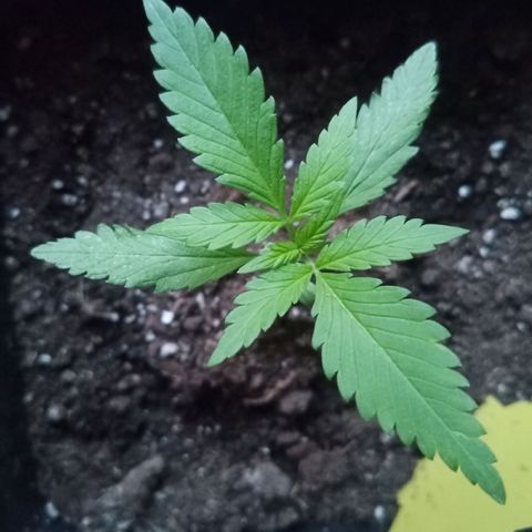 LSD-25 Automatic growlog timeline photo