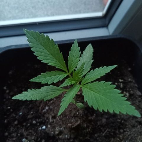 LSD-25 Automatic growlog timeline photo