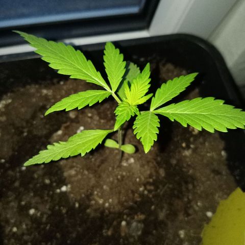 LSD-25 Automatic growlog timeline photo