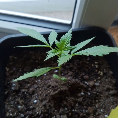 LSD-25 Automatic growlog timeline photo