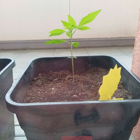 LSD-25 Automatic growlog timeline photo