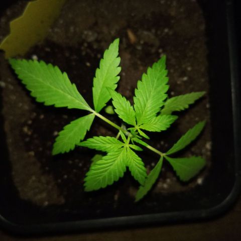 LSD-25 Automatic growlog timeline photo