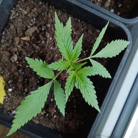 LSD-25 Automatic growlog timeline photo