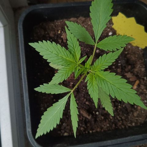 LSD-25 Automatic growlog timeline photo