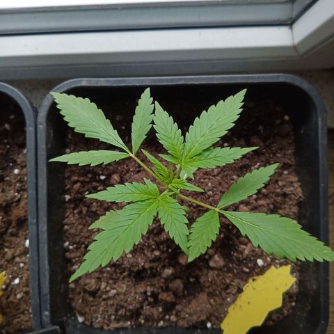 LSD-25 Automatic growlog timeline photo