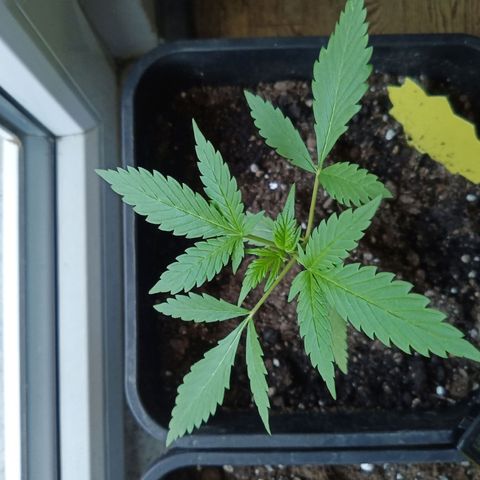 LSD-25 Automatic growlog timeline photo