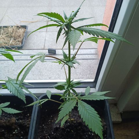 LSD-25 Automatic growlog timeline photo