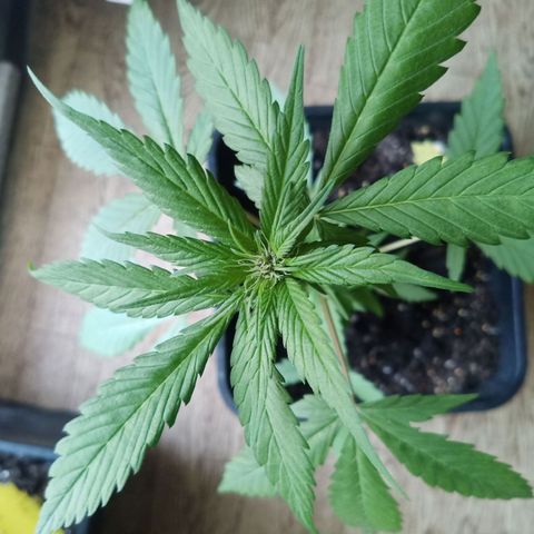 LSD-25 Automatic growlog timeline photo