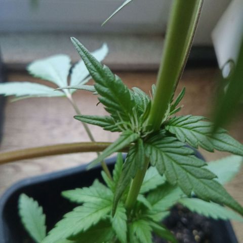 LSD-25 Automatic growlog timeline photo