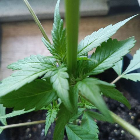 LSD-25 Automatic growlog timeline photo