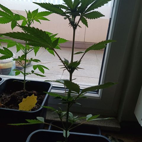LSD-25 Automatic growlog timeline photo