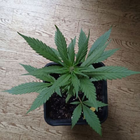 LSD-25 Automatic growlog timeline photo