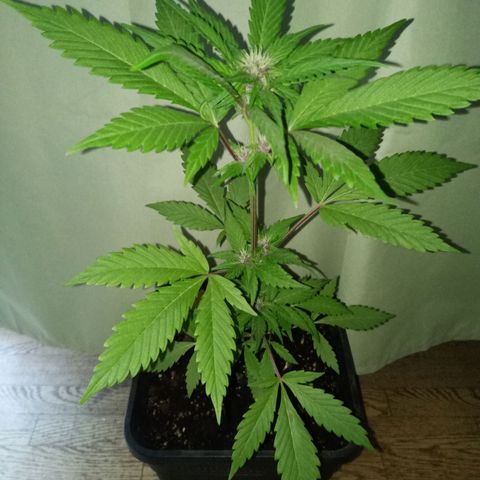 LSD-25 Automatic growlog timeline photo