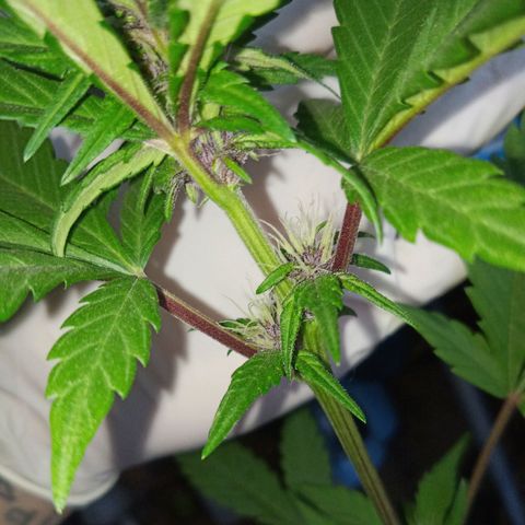 LSD-25 Automatic growlog timeline photo