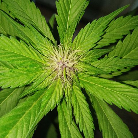 LSD-25 Automatic growlog timeline photo