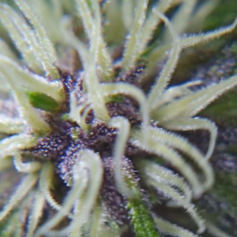 LSD-25 Automatic growlog timeline photo