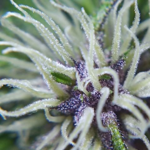 LSD-25 Automatic growlog timeline photo