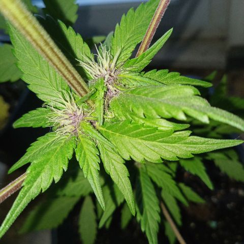 LSD-25 Automatic growlog timeline photo