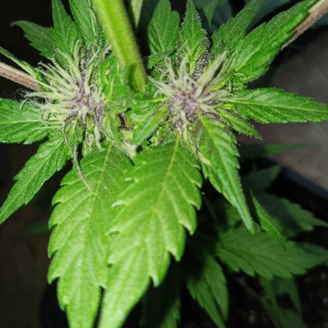 LSD-25 Automatic growlog timeline photo