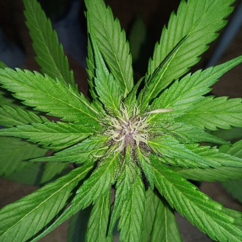 LSD-25 Automatic growlog timeline photo