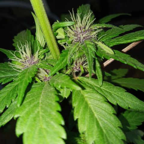 LSD-25 Automatic growlog timeline photo