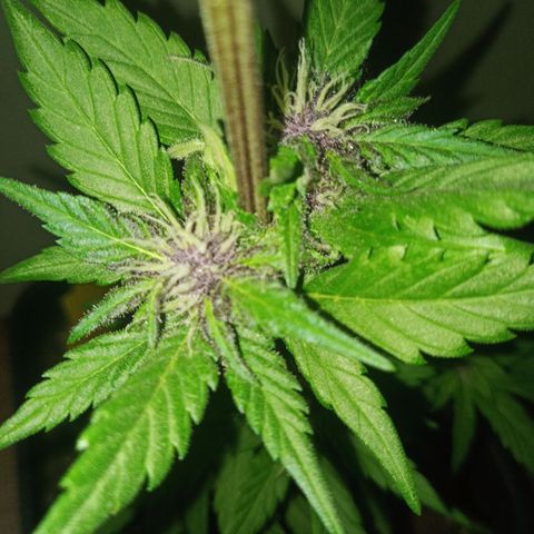 LSD-25 Automatic growlog timeline photo